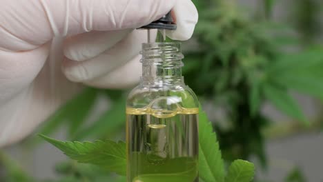 hemp oil research. researching cannabis for use in medicine, collecting data. cannabis plant cultivation.