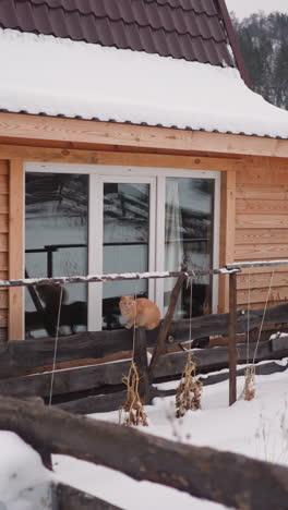 red fluffy cat sits on windowsill of wooden house with fence in highland on gloomy winter day. small village surrounded by snow in gorny altai