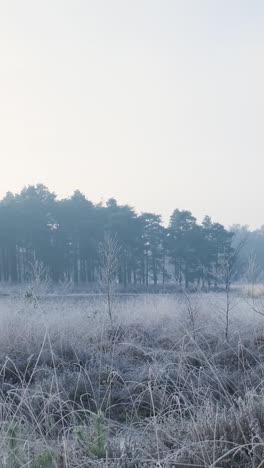 frozen winter forest landscape