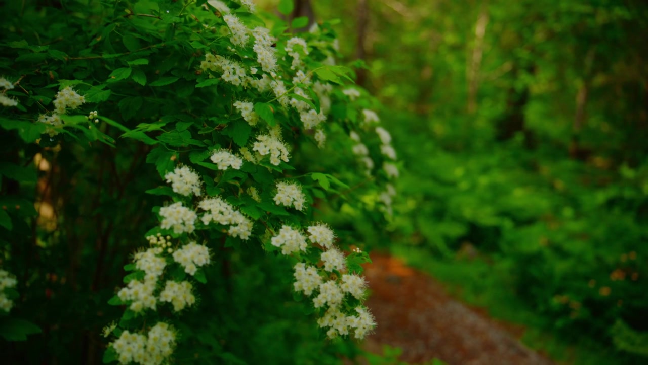 White flowers bloom on lush green bushes in a forest. Gentle light filters through trees, creating soft shadows. Nature's quiet beauty invites calm reflection. Ideal for eco-friendly, serene