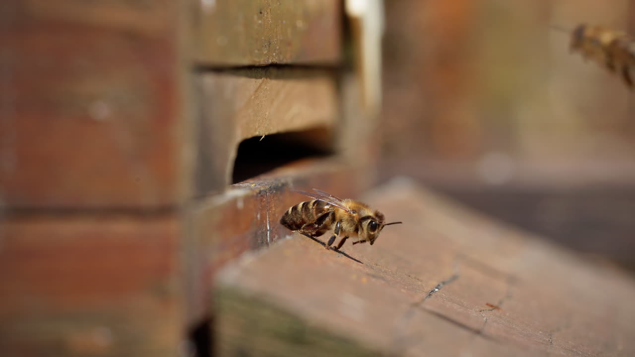 Bees at the entrance to their hive. Some come out of the hive and start their flight, while others return to their bee colony from their flight.