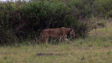 León-Con-Collar-De-Rastreo-Caminando-Por-Pastizales-En-Uganda,-áfrica