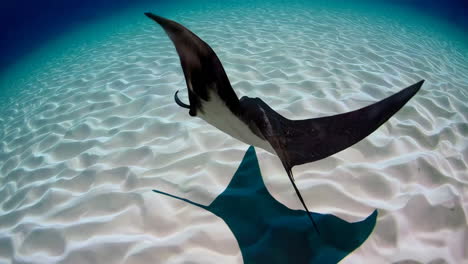 stingray underwater in coral reef