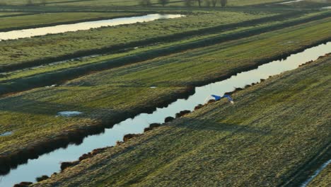 Swan-flying-over-green-fields-at-sunrise