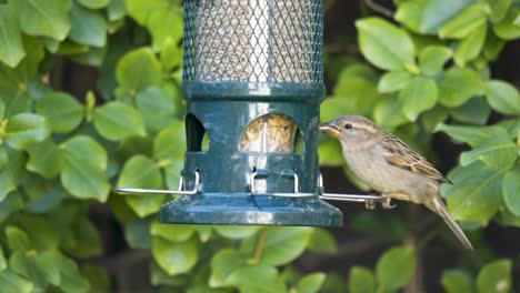 closeup field sparrow feeds from a bird feeder, backyard portrait