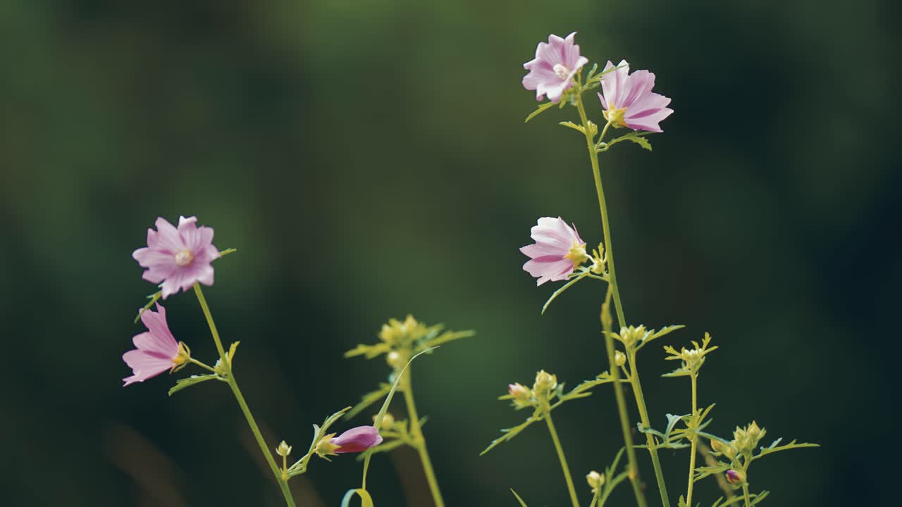 flores rosadas delicadas en el fondo oscuro en el video de paralaje