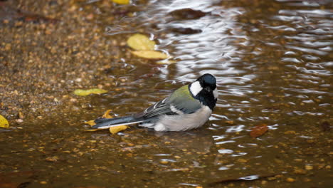 Tit-Japonés-Se-Baña-En-Un-Primer-Plano-De-Charco-De-Bosque