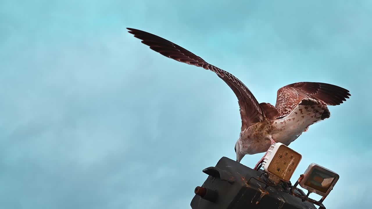 Close view of two seagulls, cloudy sky on the background in Greece