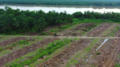 sobrevuelo aéreo vastas áreas de tierras de cultivo de palmeras, sabrang estate sime darby junto al río sugai dingding, deforestación para plantaciones de monocultivos, rendimiento de la productividad, oferta y demanda mundial