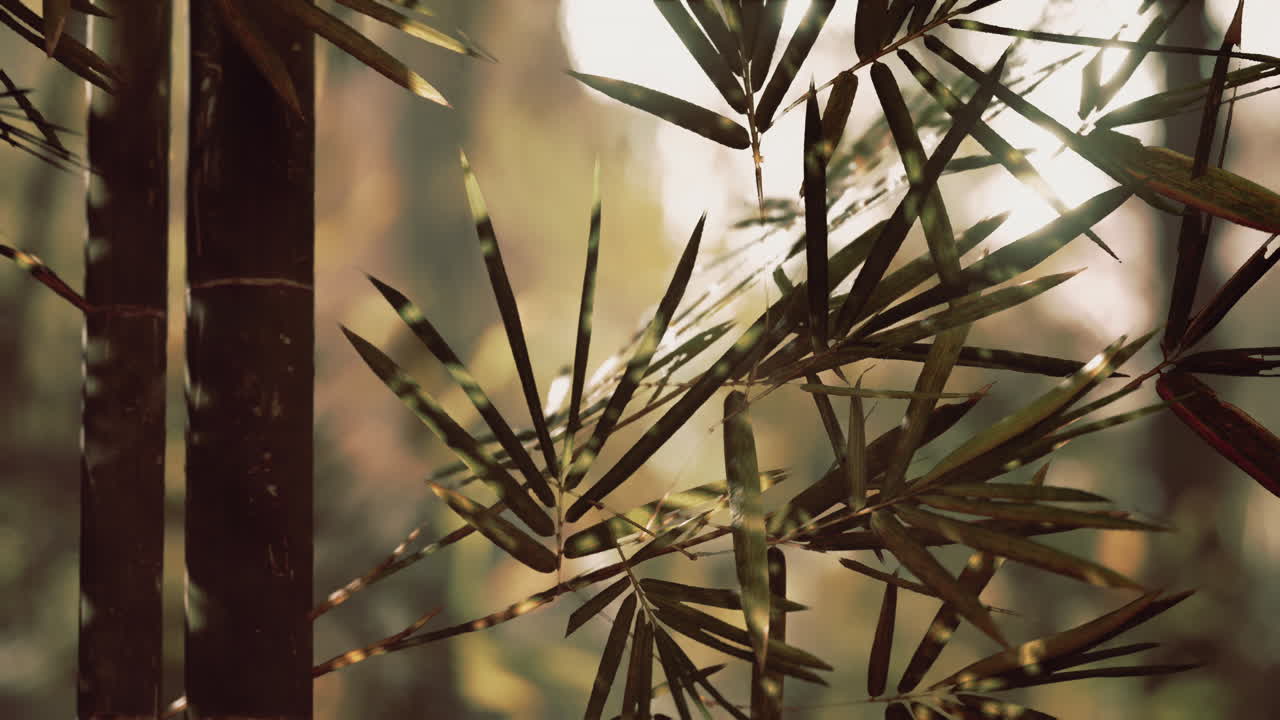 luz del sol del bosque de bambú