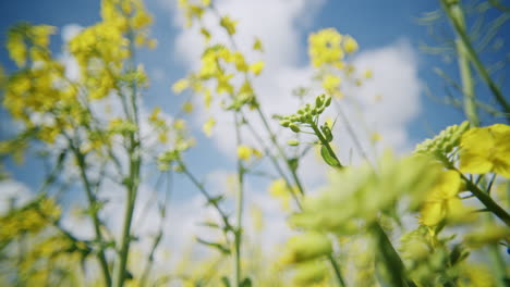 low angle shot of a canola field on a sunny spring day