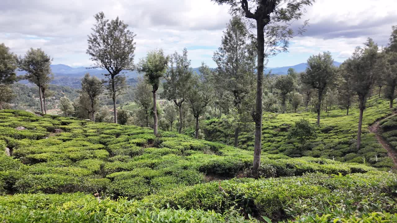 Tea plantation fields on a hillside in Bandarawela, Sri Lanka, showcasing vibrant greenery and tranquil nature with distant mountains.