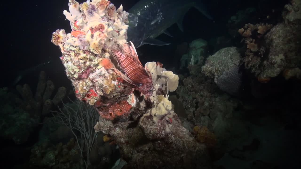 밤에 타폰과 lionfish