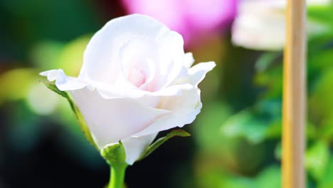 una rosa blanca en flor en un entorno vibrante