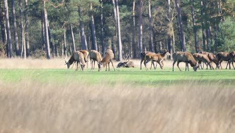 Herd-Of-Red-Deer-Grazing-And-Resting-On-The-Field-In-Veluwe,-Netherlands