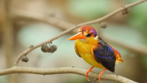 colourful oriental dwarf kingfisher female sits on a forest perch during monsoon