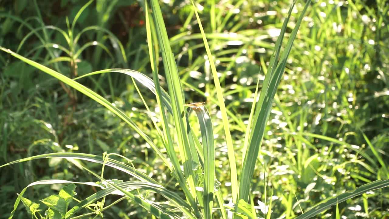 Close-up of a small butterfly insect perched on a long green grass blade in a sunlit field, capturing the beauty of wildlife in a natural, rural environment.