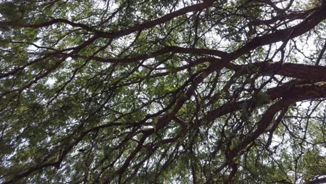 árbol-Frondoso-Con-Pájaros-Descansando