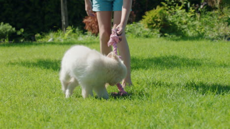 A-child-plays-tug-of-war-with-a-cute-golden-retriever-puppy.-Having-fun-in-the-backyard-of-the-house