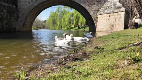 Vista-De-Primer-Plano-Medio-De-Un-Grupo-De-Gansos-En-Un-Río-Tranquilo-Junto-A-Un-Puente-De-Piedra-En-Soria,-España