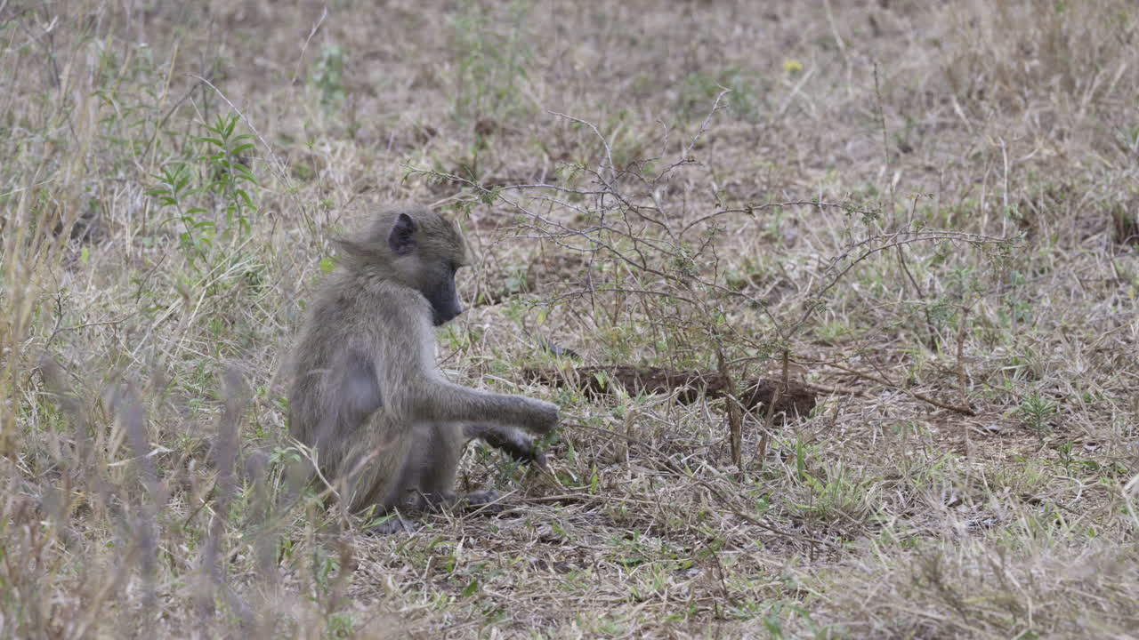 地面で食べ物を探すチャクマヒヒの幼獣、60 fps