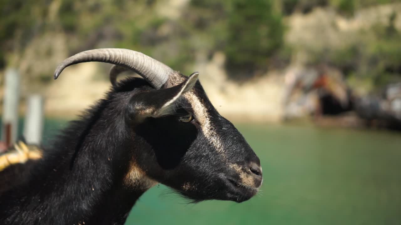 CÂMERA LENTA - Cabra selvagem preta e marrom em pé no cais, Nova Zelândia