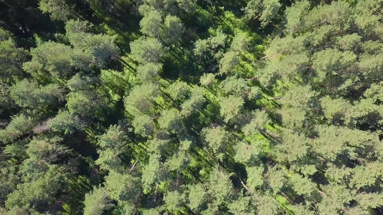 vuelo aéreo a bajo nivel sobre un bosque denso - verticalmente hacia abajo