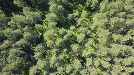 aerial low level flying over dense forest view - vertically down