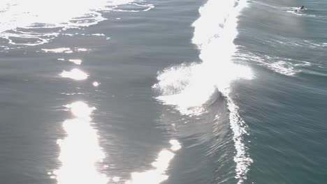 A-beautiful-aerial-drone-shot,-drone-tracking-a-surfer-surfing-and-falling-through-a-wave-close-to-the-beach,-Carlsbad-State-Beach---California