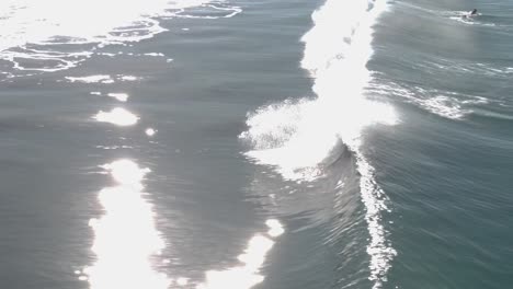 Un-Hermoso-Disparo-Aéreo-De-Drones,-Drones-Rastreando-A-Un-Surfista-Surfeando-Y-Cayendo-A-Través-De-Una-Ola-Cerca-De-La-Playa,-Playa-Estatal-De-Carlsbad---California