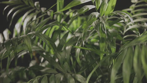 The-Beautiful,-Lush-Green-Leaves-Of-An-Indoor-Palm-Plant-With-Black-Background---Close-Up