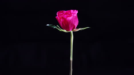 rotating pink rose flower with wet petals and leaves