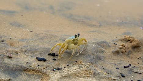 Cerrar-La-Toma-En-Cámara-Lenta-De-Un-Pequeño-Cangrejo-De-Playa-Amarillo-Caminando-Sobre-Arena-Tropical-Hacia-Su-Escondite-Con-Pequeñas-Olas-Rompiendo-En-La-Costa-En-Tibau-Do-Sul,-Estado-De-Rio-Grande-Do-Norte,-Brasil