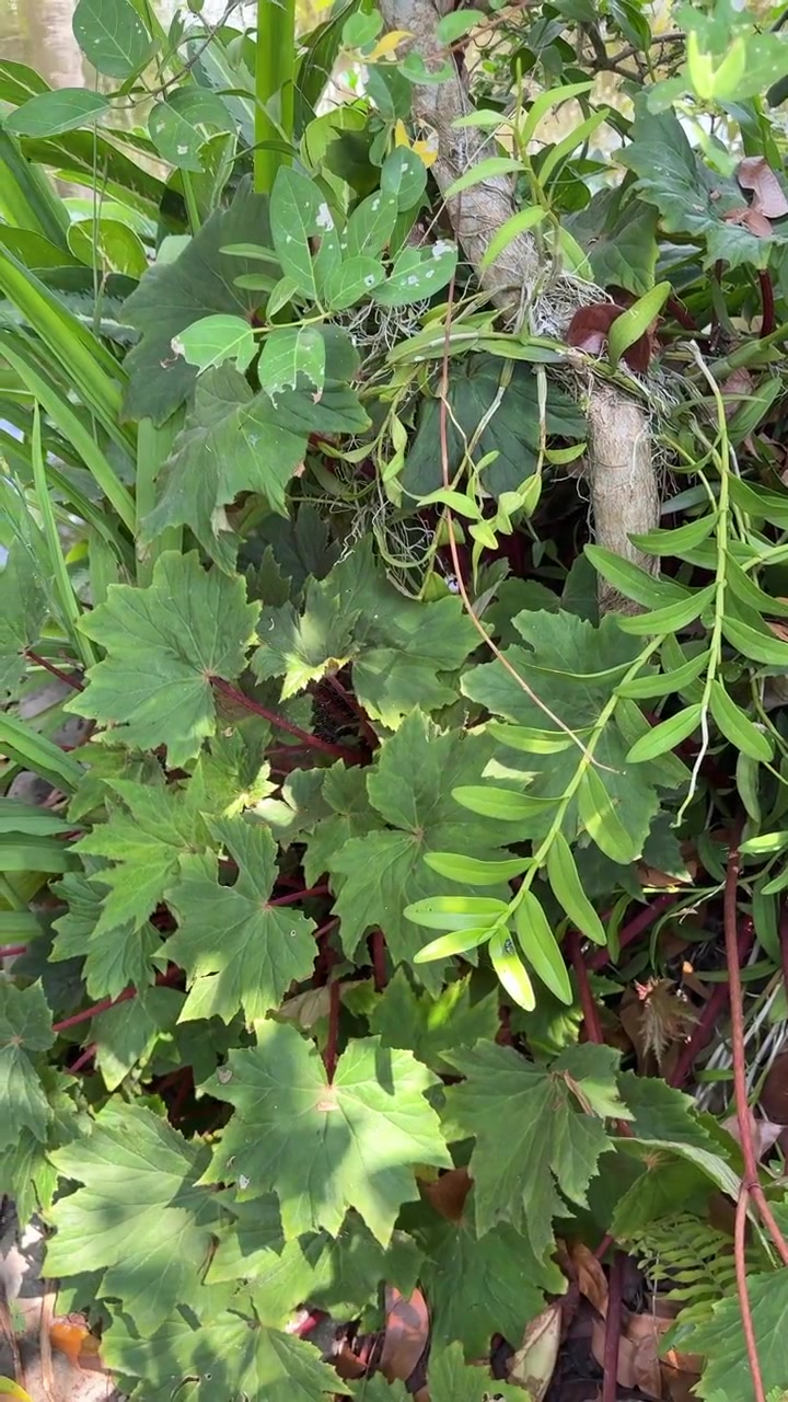 Fogliame verde rigoglioso e piante tropicali in un giardino