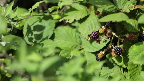 schwarzbeeren, die im sommer auf einem busch reifen