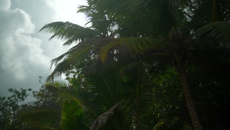 video cinematográfico de la selva en las seychelles