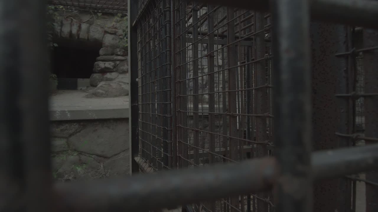 Cinematic panning clip from outside of a zoo cage with stone walls