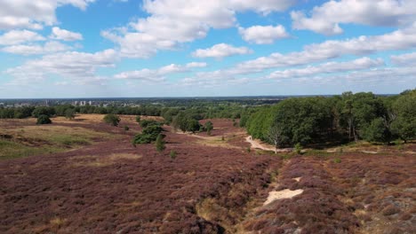 paisaje de brezo en mookerheide, provincia holandesa de limburg en los países bajos