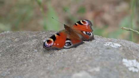 close-up of butterfly with beautiful patterns and colours on wings. alais species or peacock butterfly. eye like shapes mimic on wing scales similar to peacocks feather pattern.