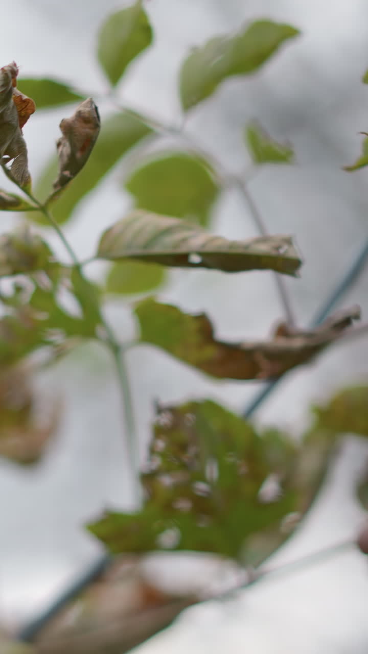 색 아이가 가지에서 녹은 잎을 기 전에 조심스럽게 관찰하는 클로즈업 드 뷰, 배경에는 잎자루와 가지의 부드러운 흐릿함이 있습니다.