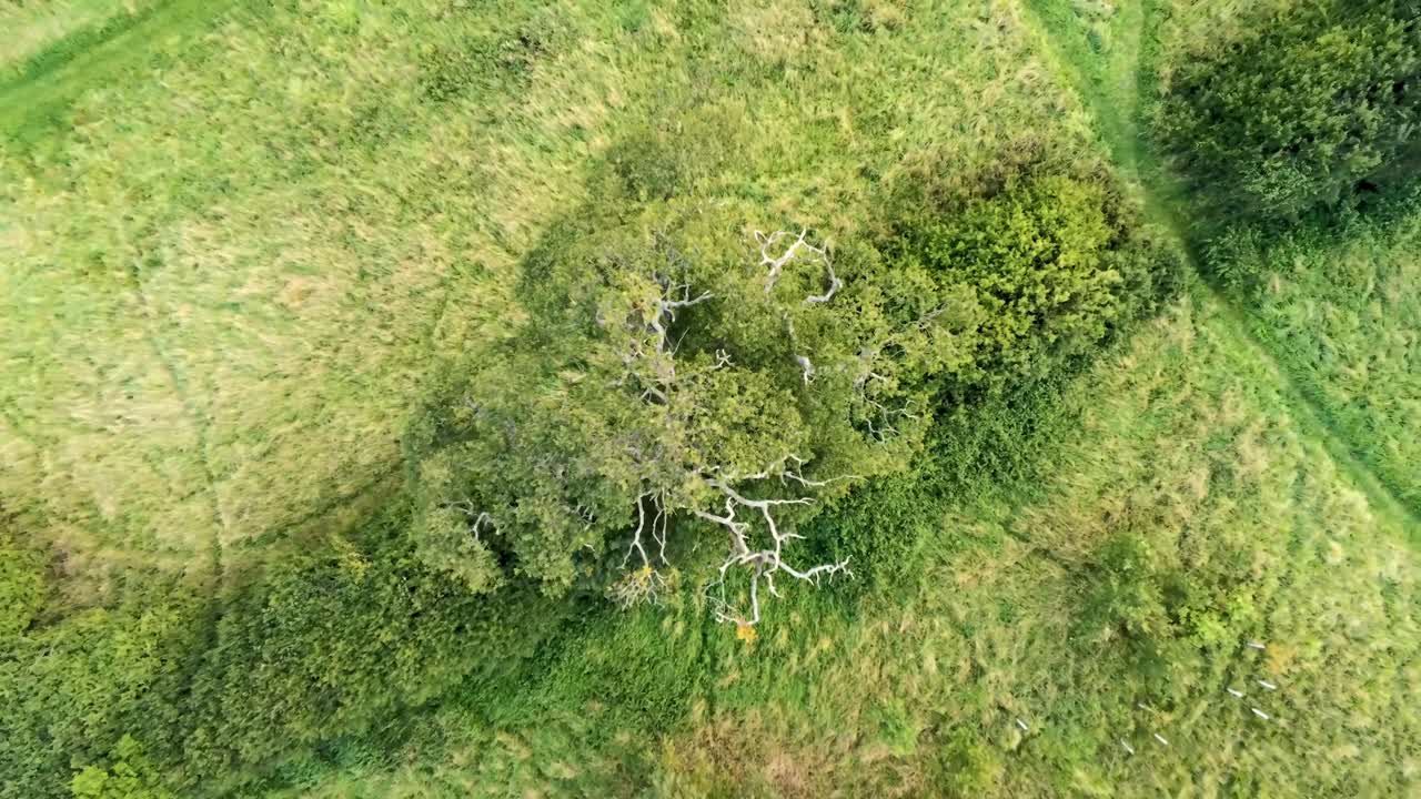 Lush green park tree canopy upwards aerial view rising high angle above open grassland