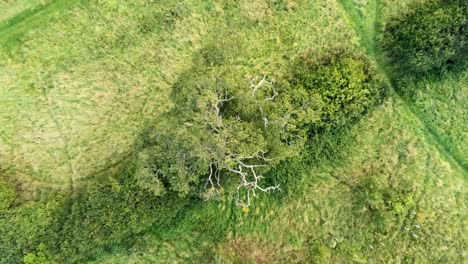 lush green park tree canopy upwards aerial view rising high angle above open grassland