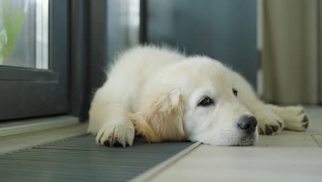 un lindo cachorro yace en un convector en el piso, calentándose del sistema de calefacción de la casa