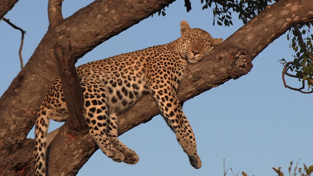 un leopardo holgazaneando en un árbol, profundamente dormido bajo el resplandor dorado del sol africano
