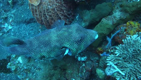 a spotted pufferfish swims among vibrant coral and marine life in bali's monkey reef