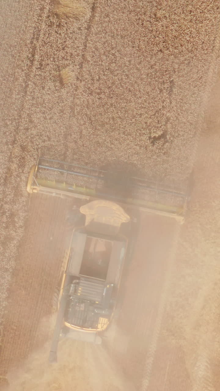 Harvester mows the dry wheat and emits clouds of dust into the air. Drone footage over the endless farmland. Vertical video