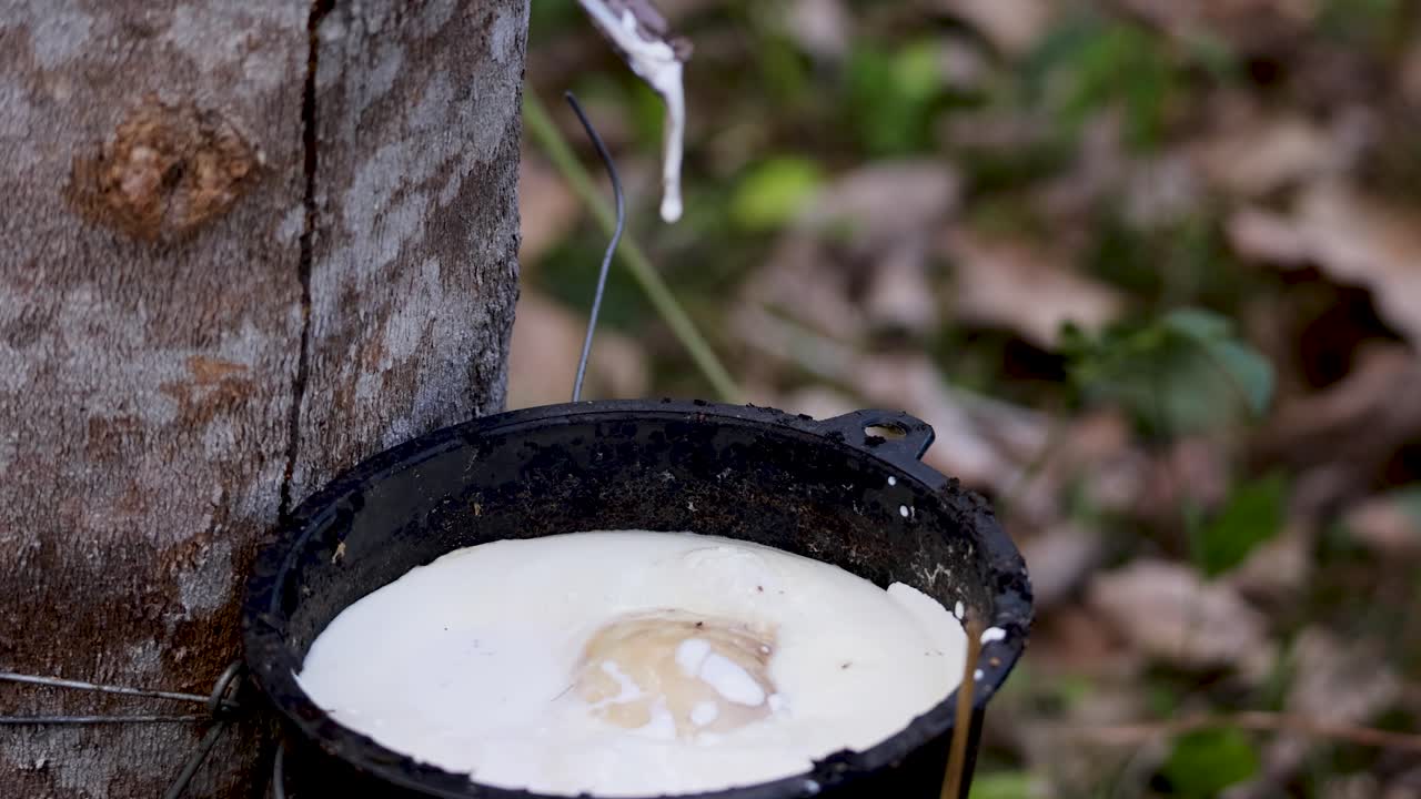 Fresh latex sap drips from a tapped rubber tree into a black collection cup in a forested outdoor setting, captured in natural daylight with a steady camera