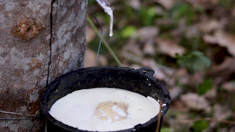 fresh latex sap drips from a tapped rubber tree into a black collection cup in a forested outdoor setting, captured in natural daylight with a steady camera