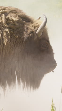 european bison with shaggy coat stands out against dust cloud, vertical