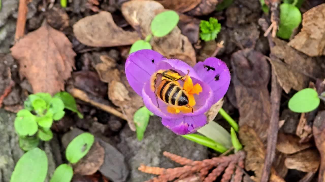 la abeja recogiendo el polen de la flor del crocus. primavera temprana